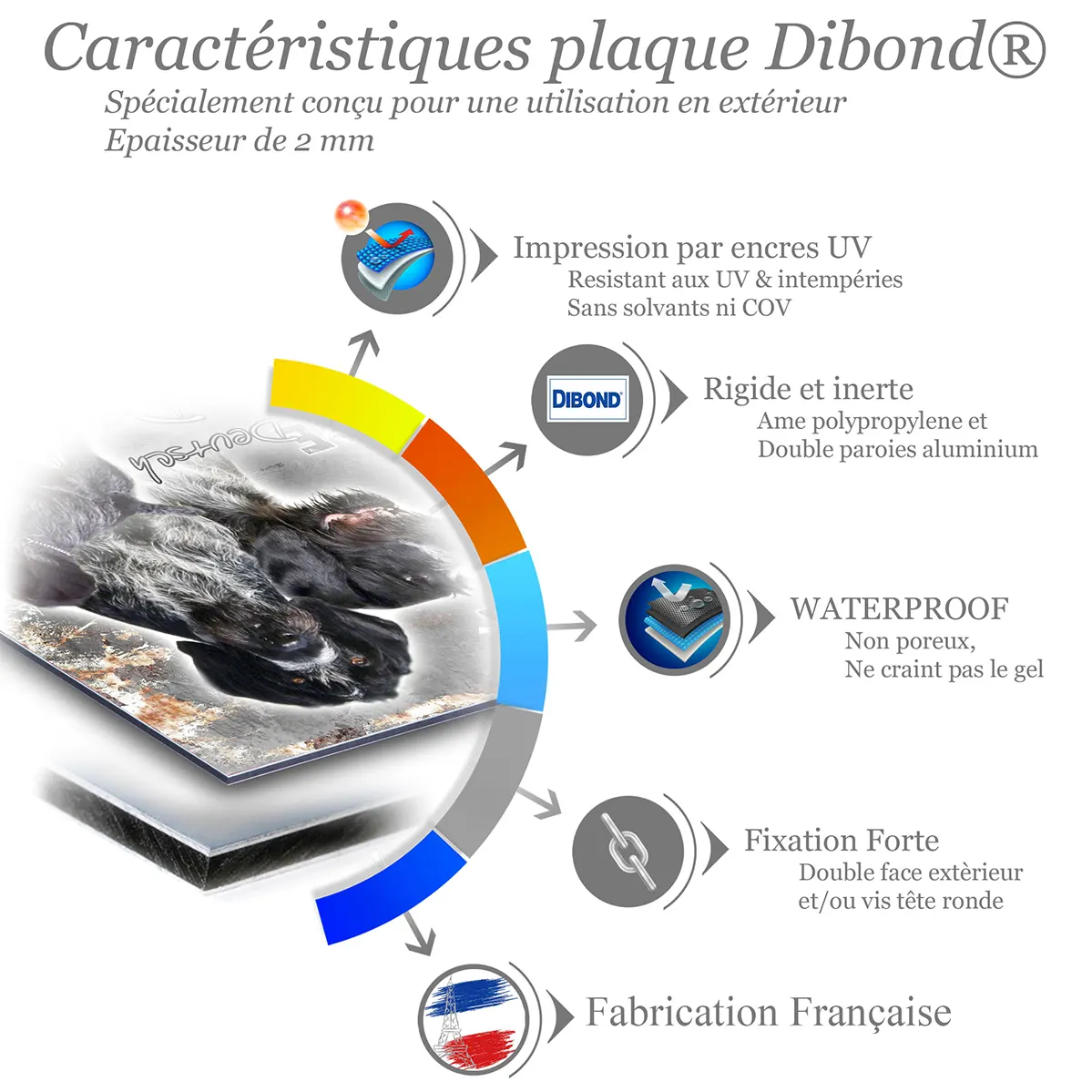 Je monte la garde Gros plan de chiens Deutsch Drahthaar en trois poses