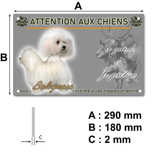 Pancarte Deux chiens Bolognese aux pelages blancs et bouclés