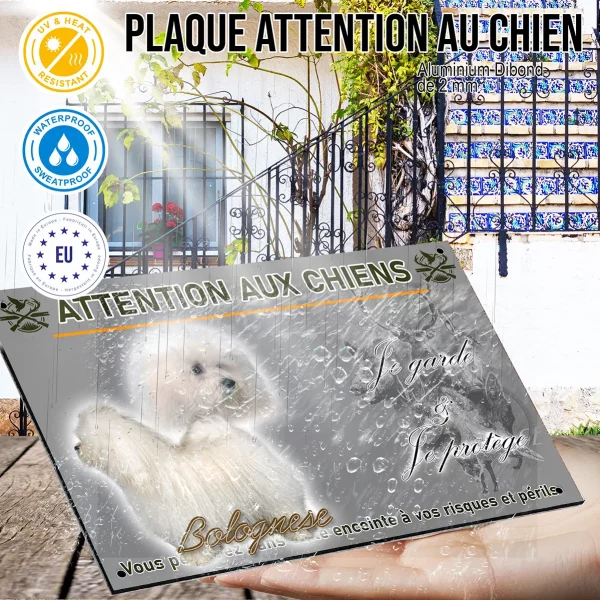 Panneau Deux chiens Bolognese aux pelages blancs et bouclés