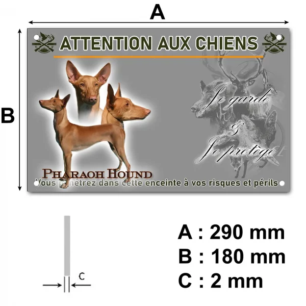 Pancarte Visuel d'un Pharaoh Hound en différentes poses