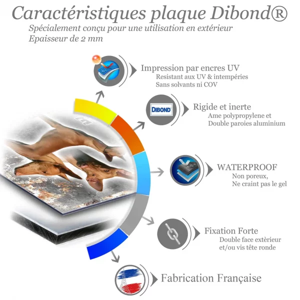 Je monte la garde Visuel d'un Pharaoh Hound en différentes poses