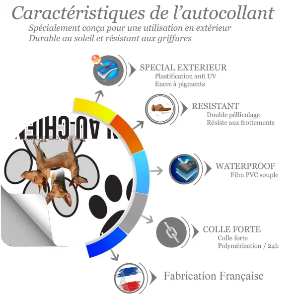 Chien a bord Visuel d'un Pharaoh Hound en différentes poses