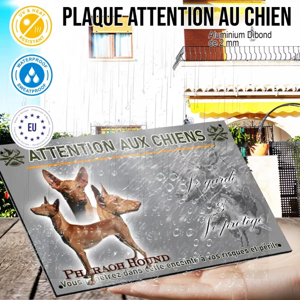 Panneau Visuel d'un Pharaoh Hound en différentes poses