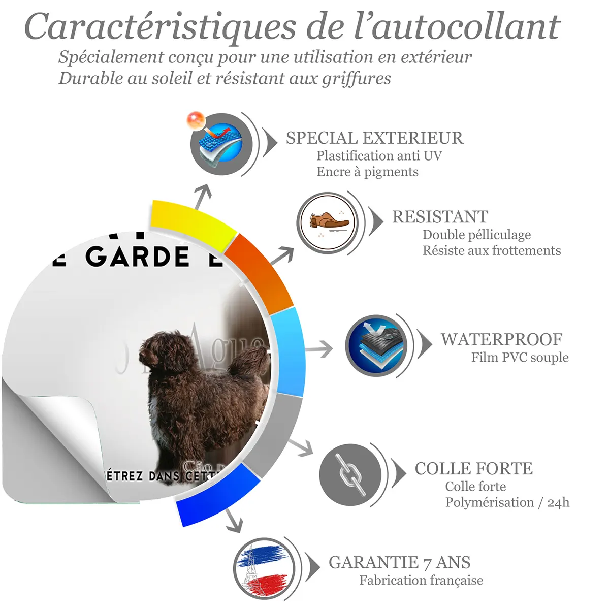 Sticker Deux chiens d'eau portugais sur fond transparent.