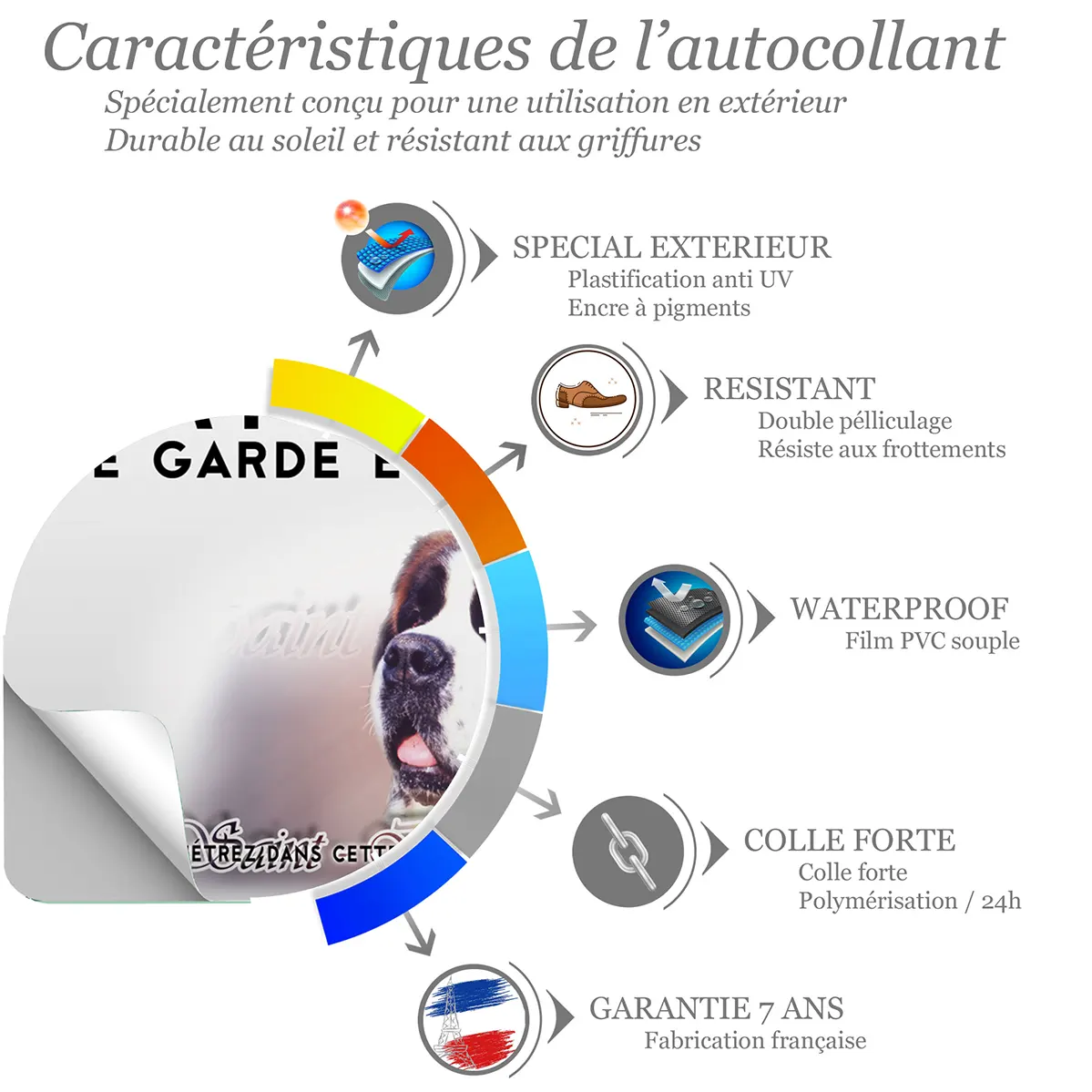 Sticker Portrait d'un Saint Bernard sur fond coloré