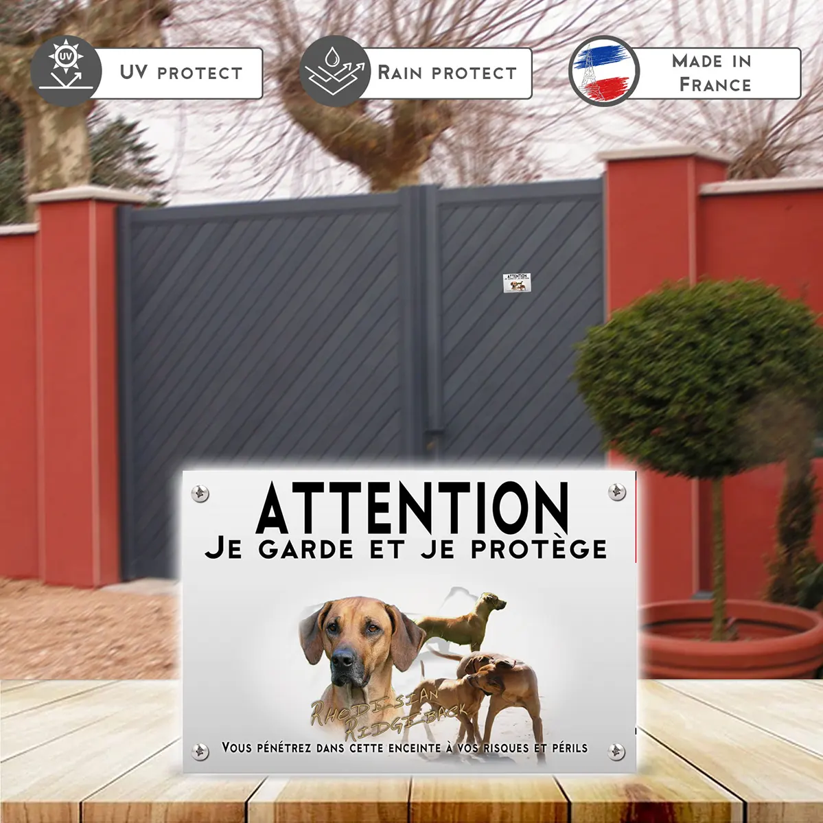 Plaques Portrait et plusieurs Rhodesian Ridgeback en train de jouer.