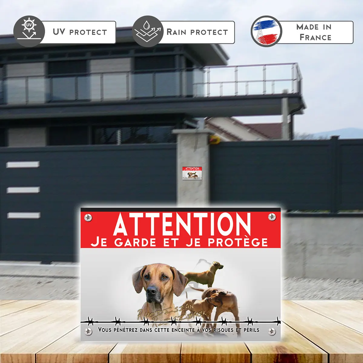 Grande pancarte Portrait et plusieurs Rhodesian Ridgeback en train de jouer.