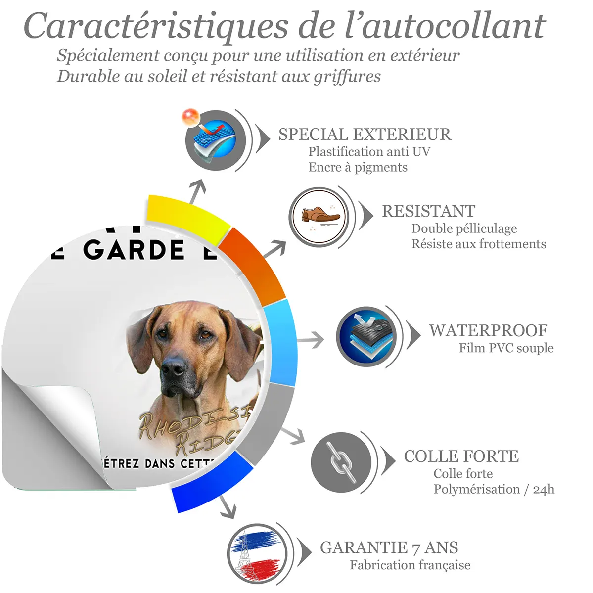 Sticker Portrait et plusieurs Rhodesian Ridgeback en train de jouer.