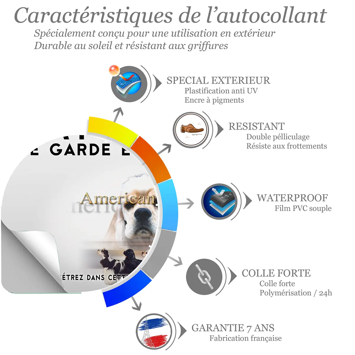 Sticker American Cocker Spaniel avec variations de robe