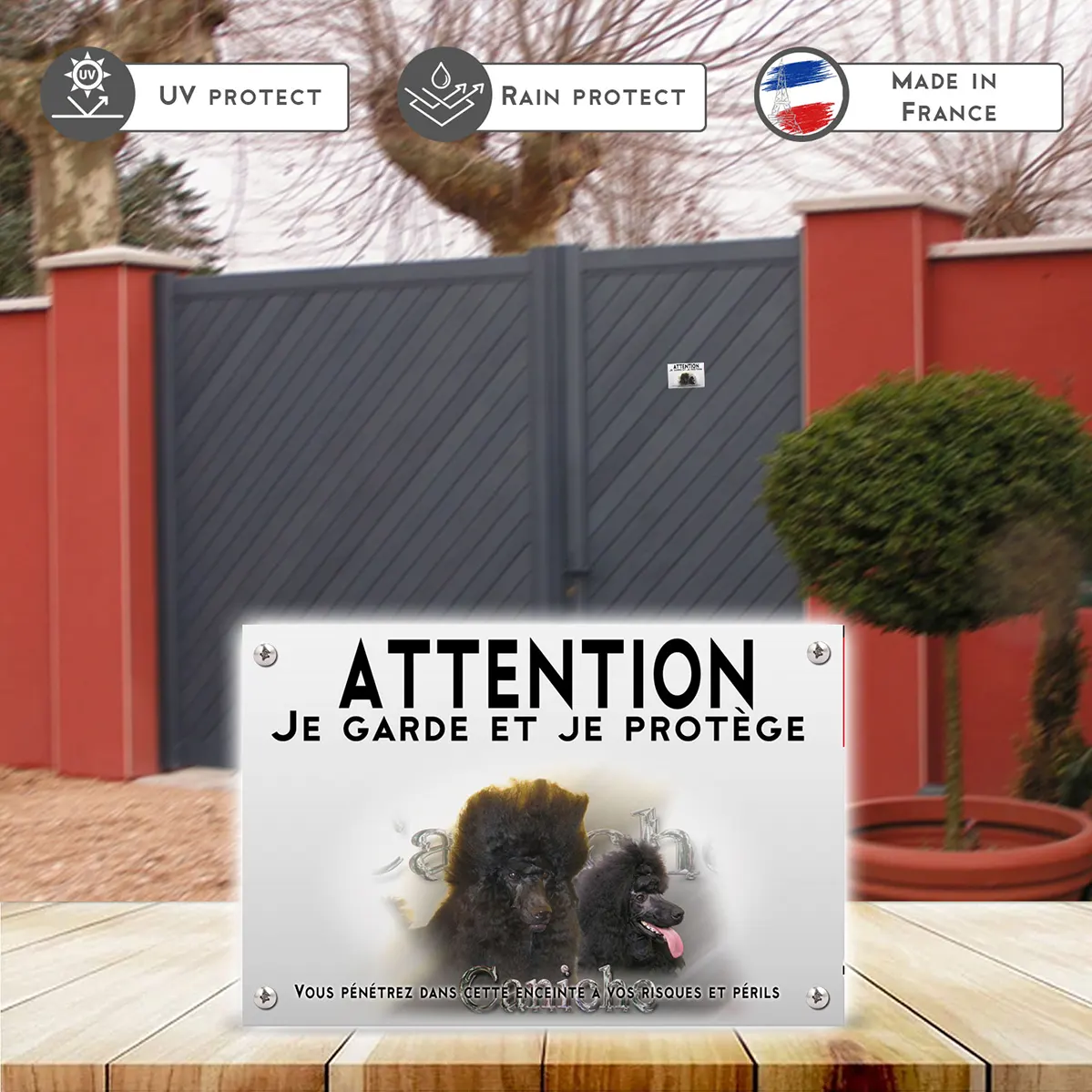 Plaques Deux caniches noirs avec un pelage bouclé et volumineux