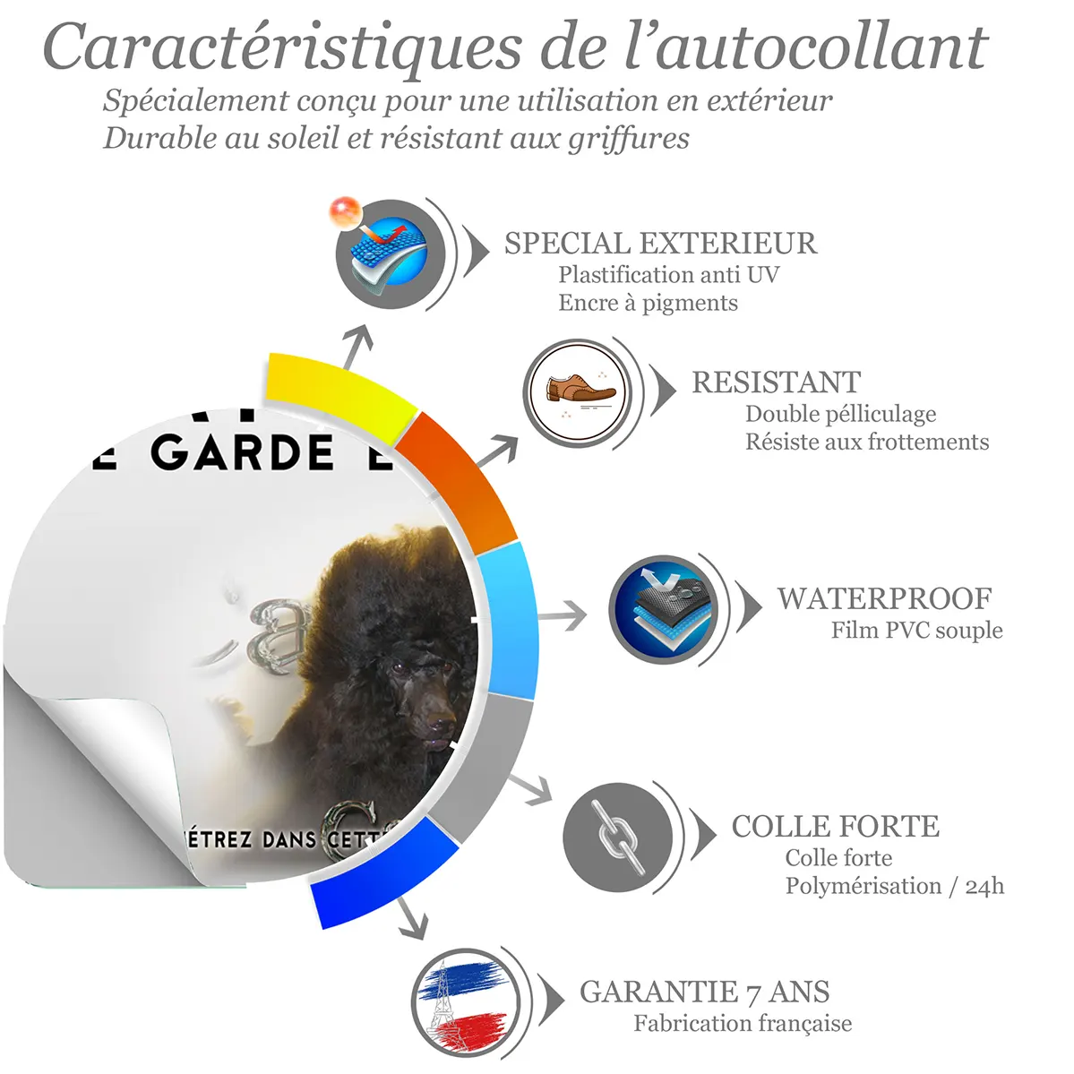 Sticker Deux caniches noirs avec un pelage bouclé et volumineux