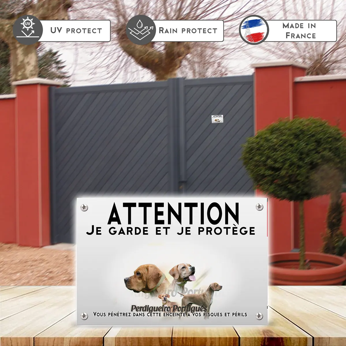 Plaques Trois chiens Perdigueiro Portugais avec divers angles et expressions