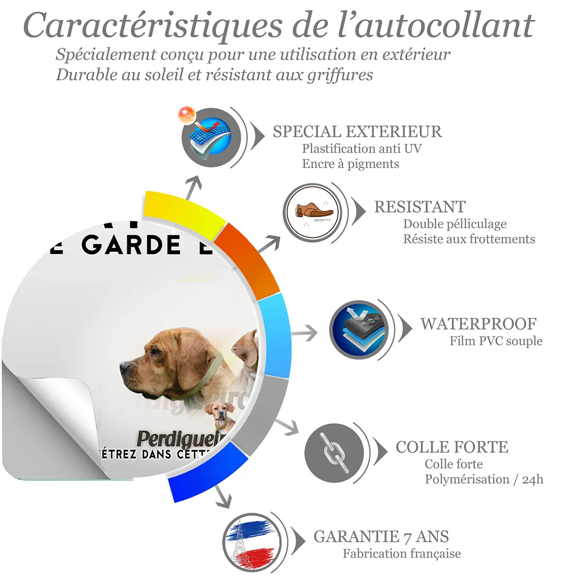 Sticker Trois chiens Perdigueiro Portugais avec divers angles et expressions