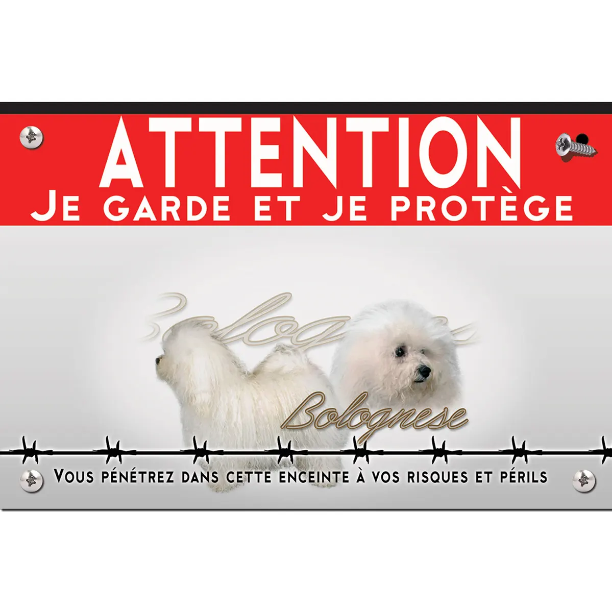 Signalisation personnalisee Deux chiens Bolognese aux pelages blancs et bouclés