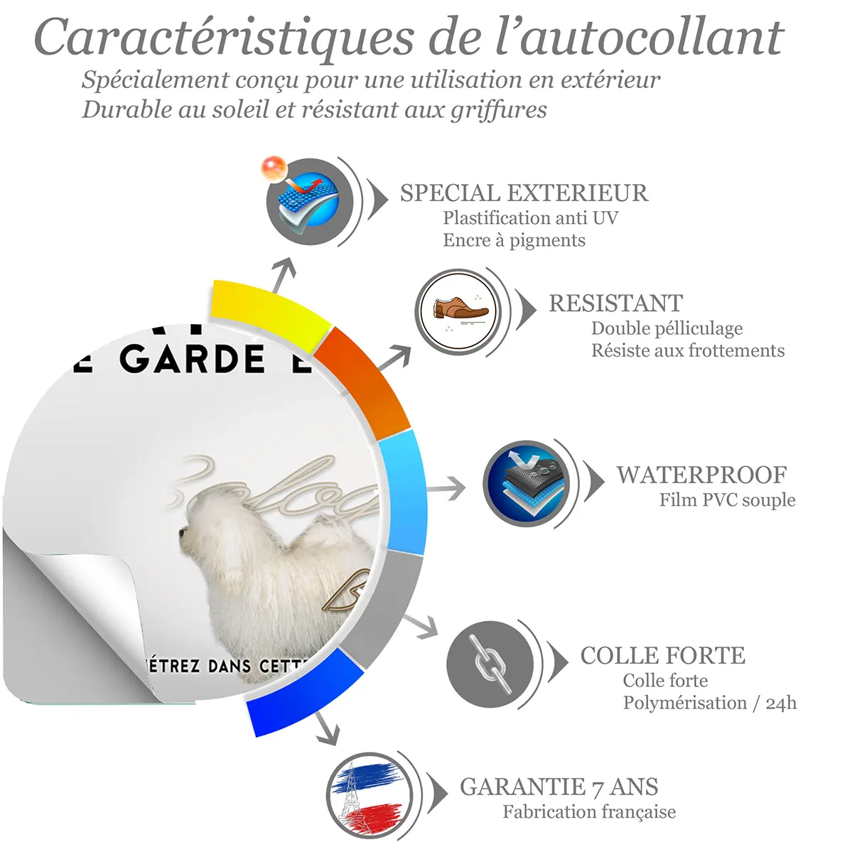 Sticker Deux chiens Bolognese aux pelages blancs et bouclés