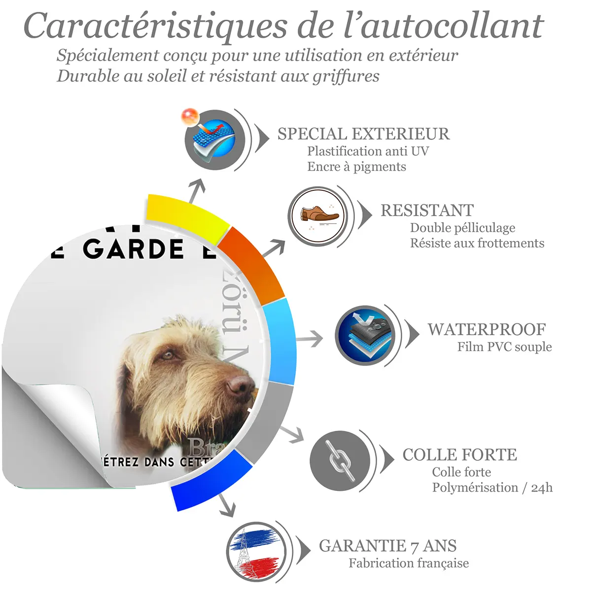 Sticker Braque Hongrois avec un chien en gros plan et entier