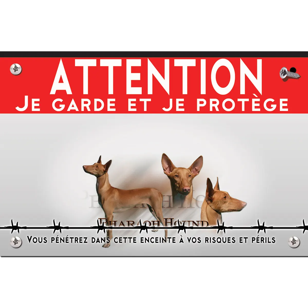 Signalisation personnalisee Visuel d'un Pharaoh Hound en différentes poses