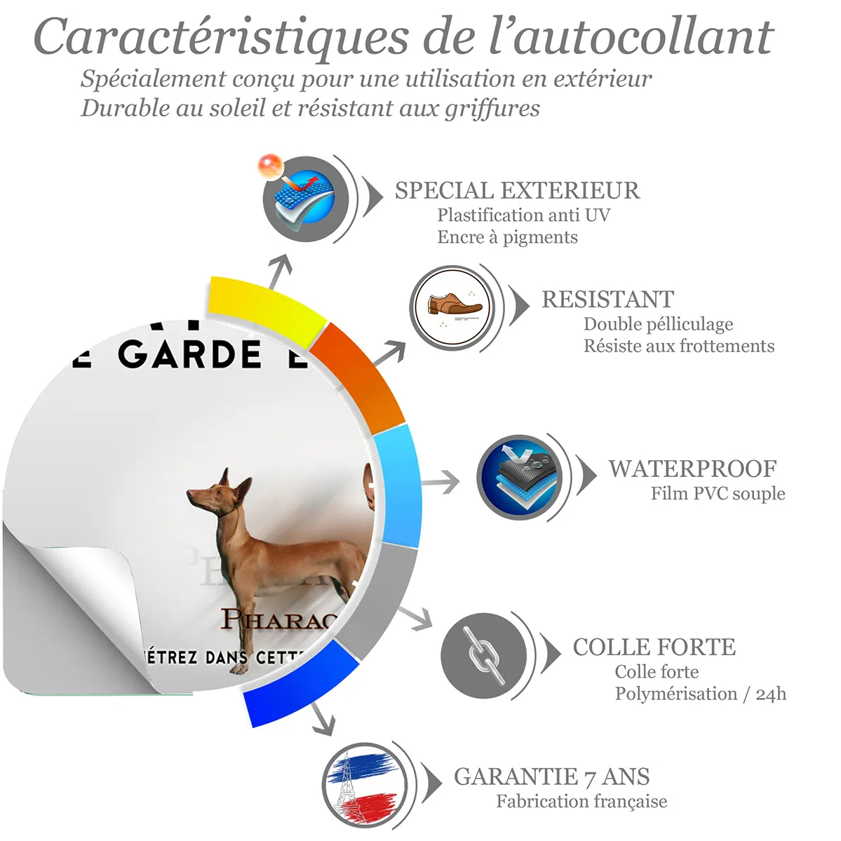 Sticker Visuel d'un Pharaoh Hound en différentes poses