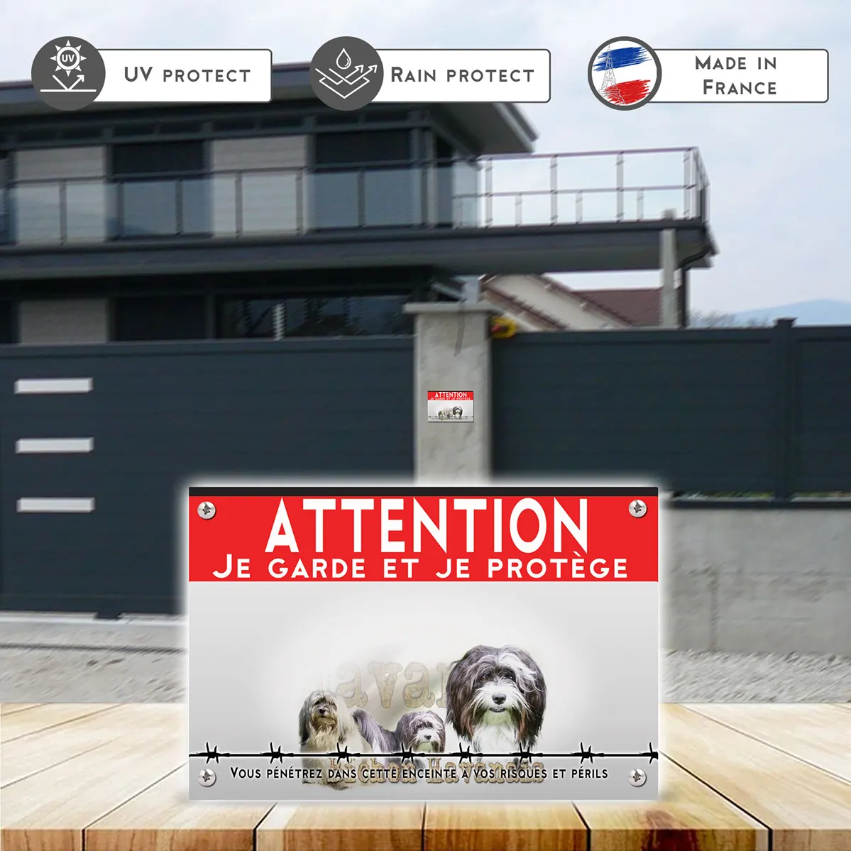 Grande pancarte Trois Bichons Havanais sur fond coloré