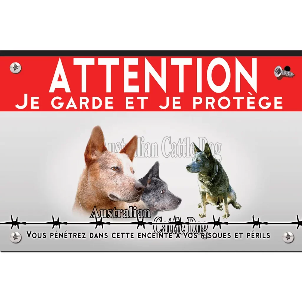 SignaletiqueTrois Australian Cattle Dogs avec arrière plan coloré