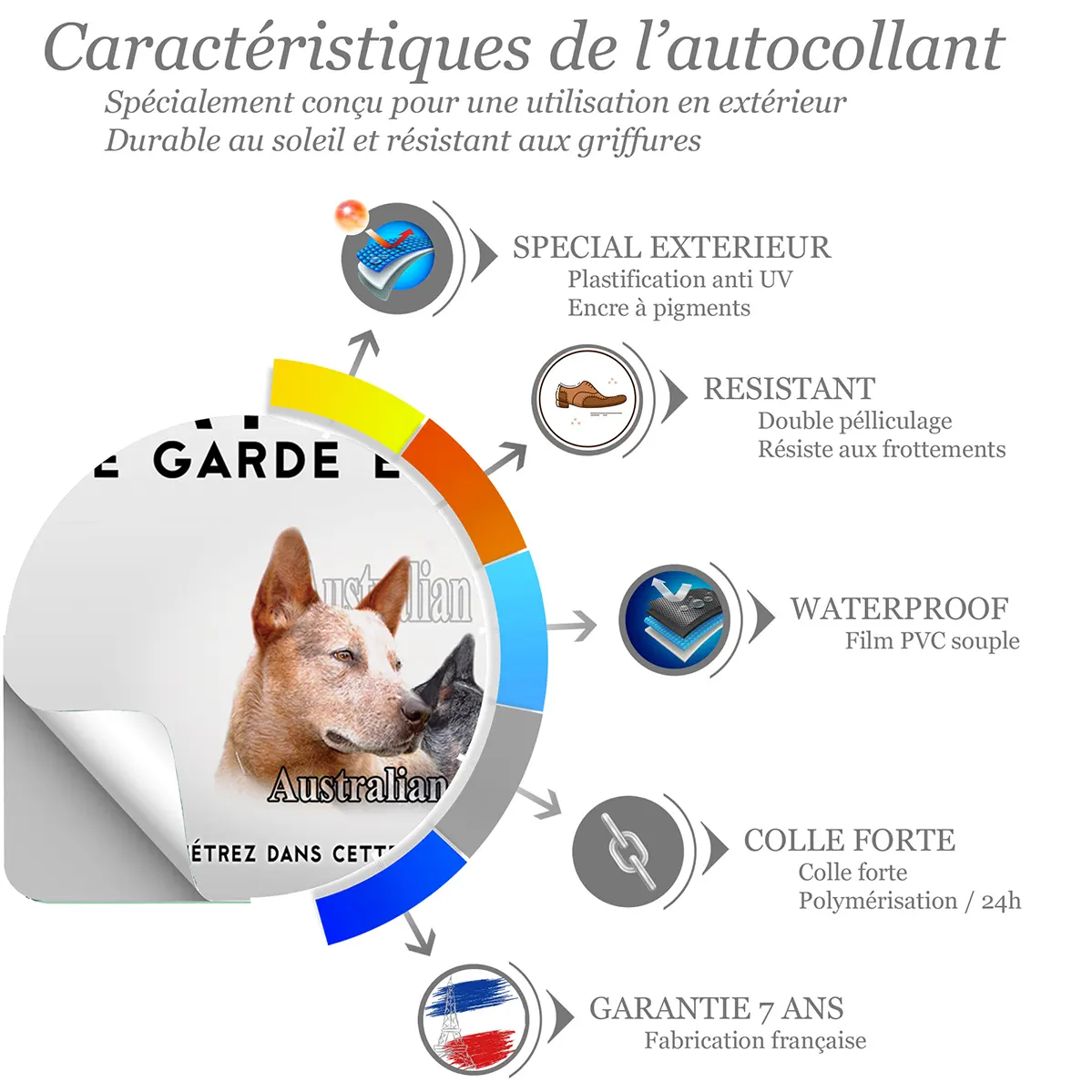 Sticker Trois Australian Cattle Dogs avec arrière plan coloré