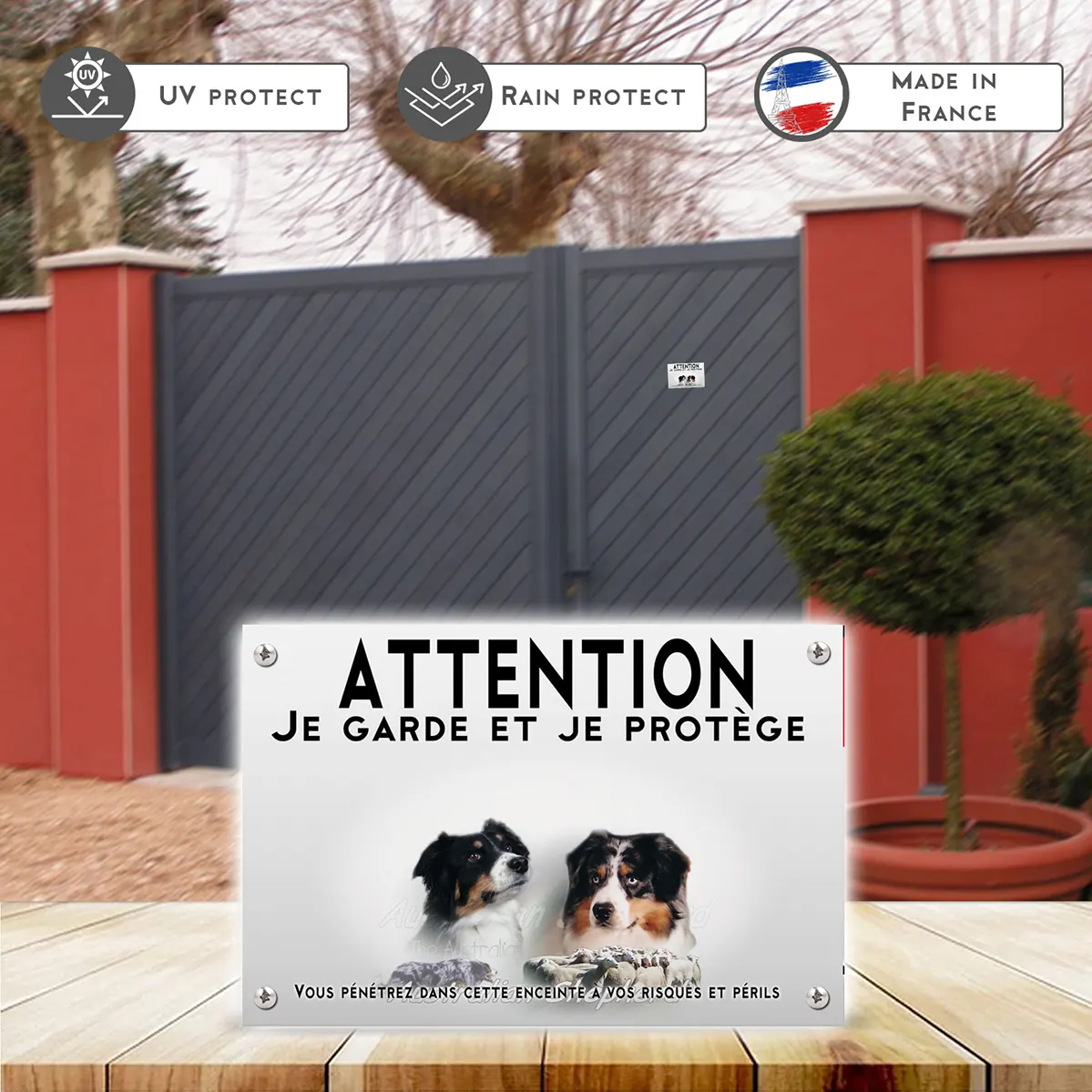 Plaques Portraits de chiens Australian Shepherd avec troupeau de moutons en fond