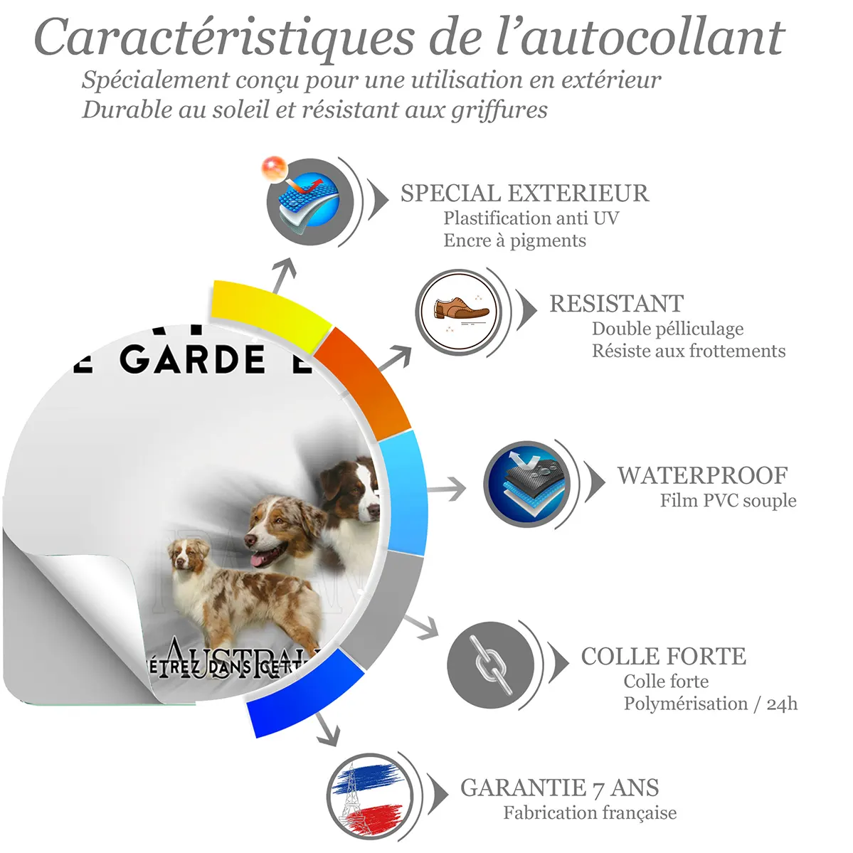 Sticker Chien Australian Shepherd aux diverses couleurs.