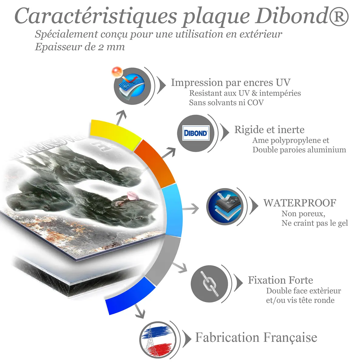 je monte la garde Épagneul Bleu de Picardie avec trois perspectives