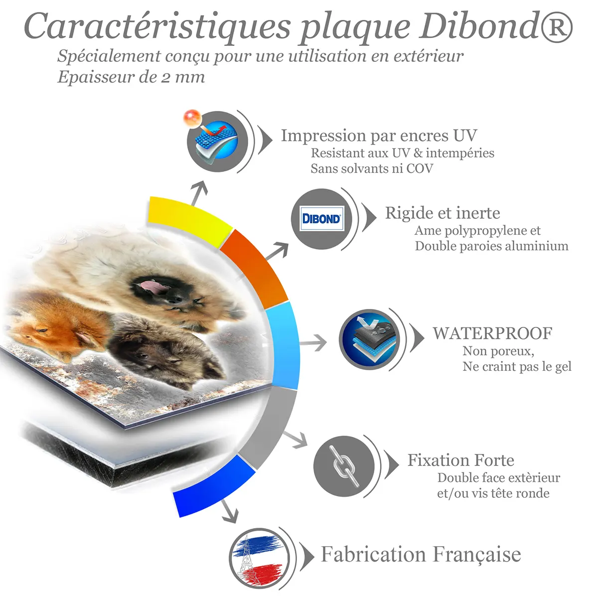 je monte la garde Trois Eurasier avec différents pelages