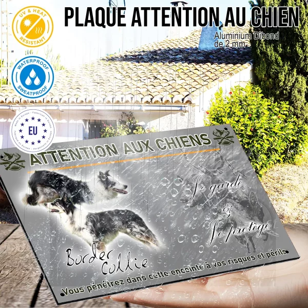 panneau Image de Border Collie avec un fond transparent