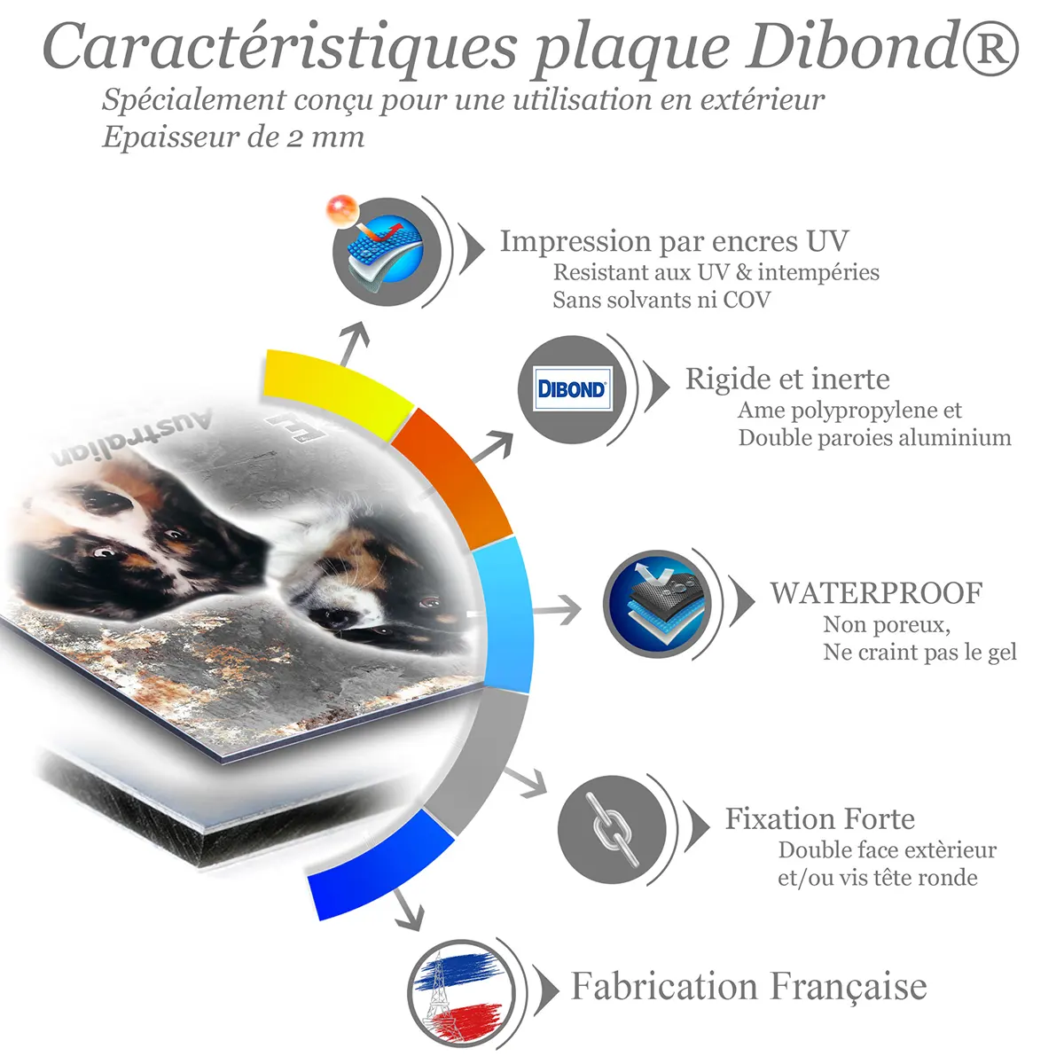 je monte la garde Portraits de chiens Australian Shepherd avec troupeau de moutons en fond