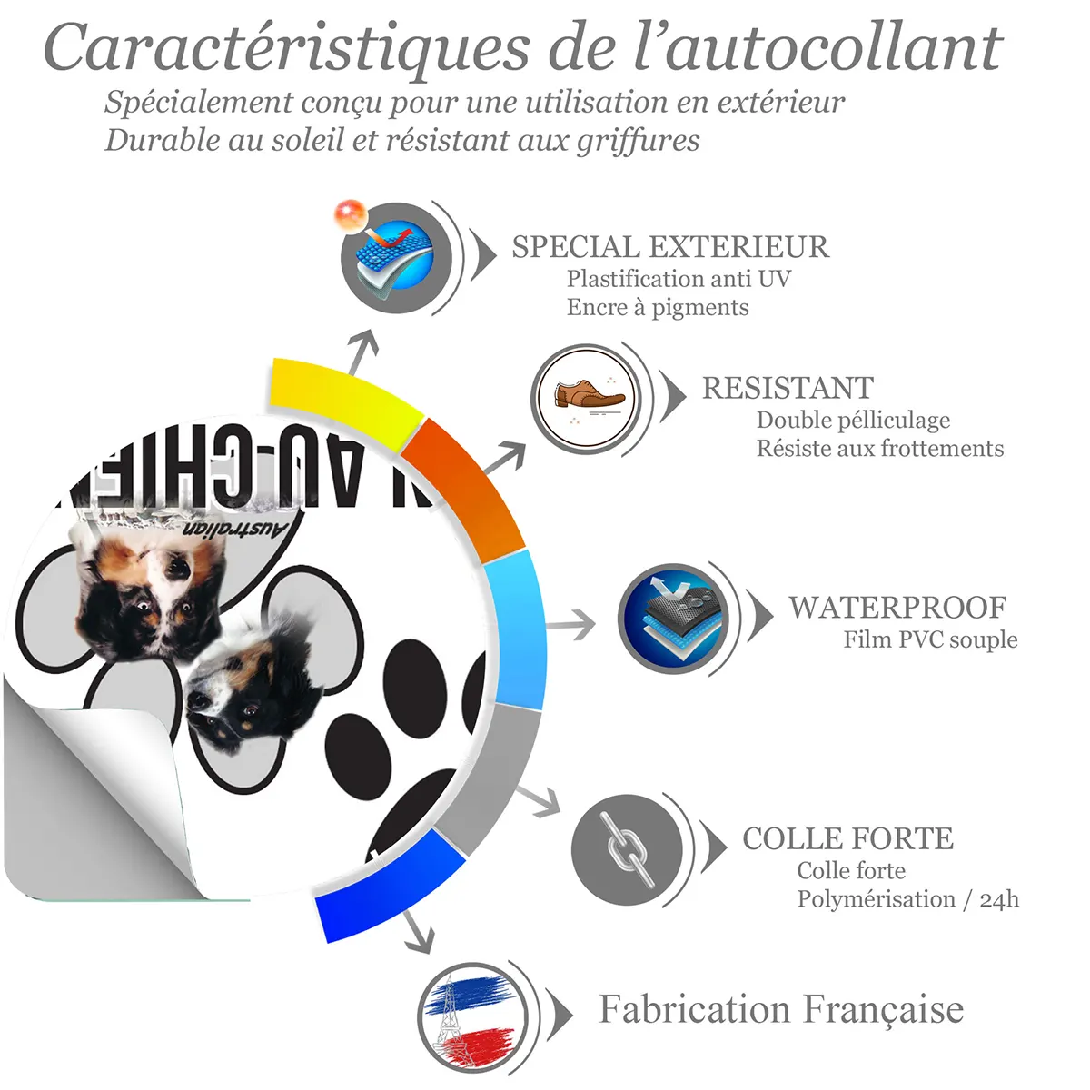 chien a bord Portraits de chiens Australian Shepherd avec troupeau de moutons en fond