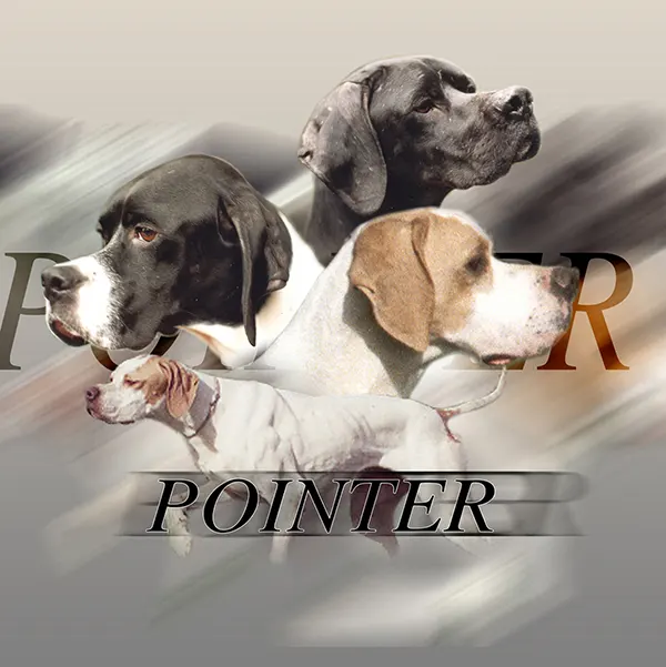 Dessin de pointer anglais, motif 001-01 pour plaque attention au chien