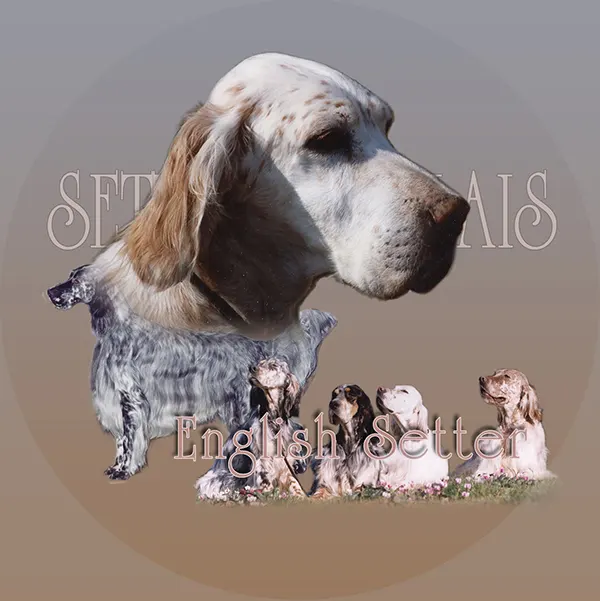 Dessin de setter anglais, motif 002-01 pour plaque attention au chien