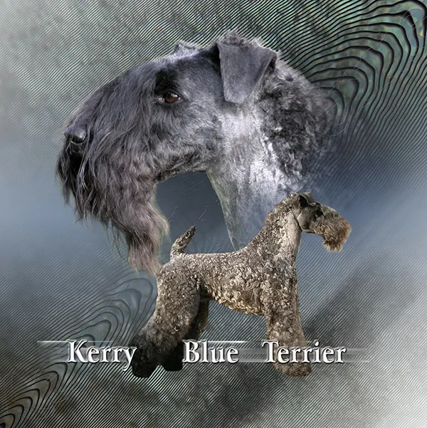Dessin de terrier de kerry blue, motif 003-01 pour plaque attention au chien