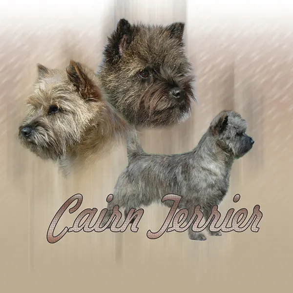 Dessin de cairn terrier, motif 004-01 pour plaque attention au chien