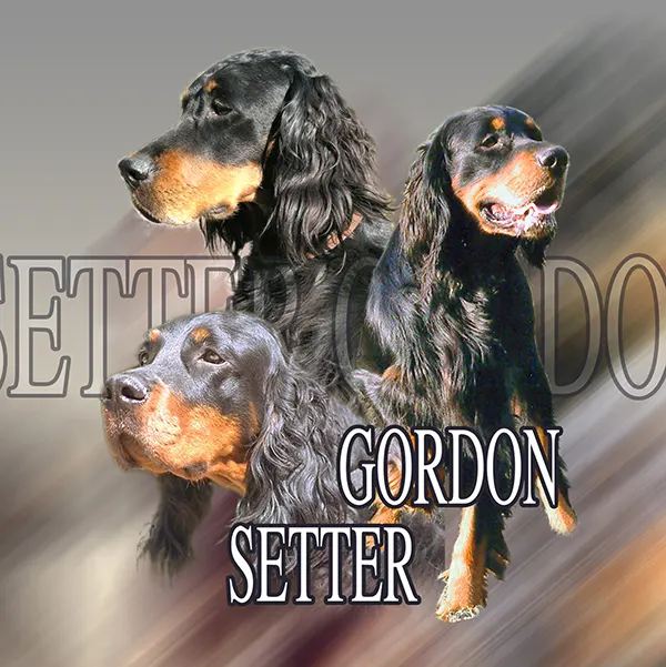 Dessin de chien setter gordon, motif 006-01 pour plaque attention au chien