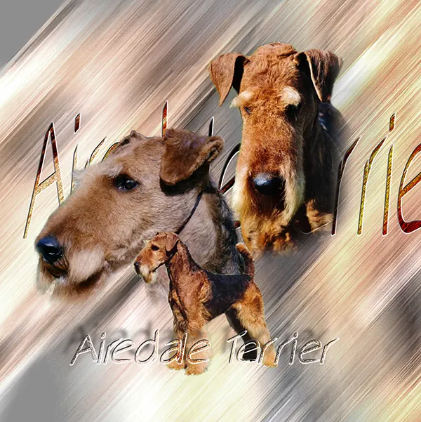 Dessin de airedale terrier, motif 007-01 pour plaque attention au chien