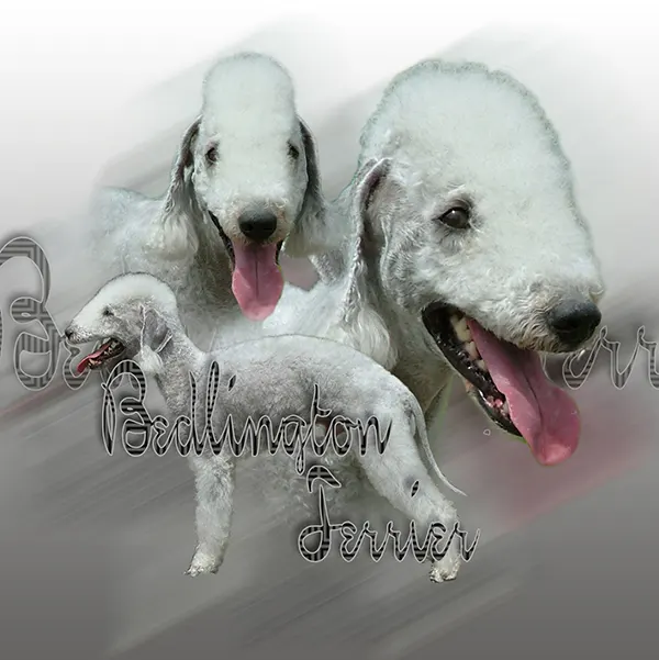 Dessin de bedlington terrier, motif 009-01 pour plaque attention au chien