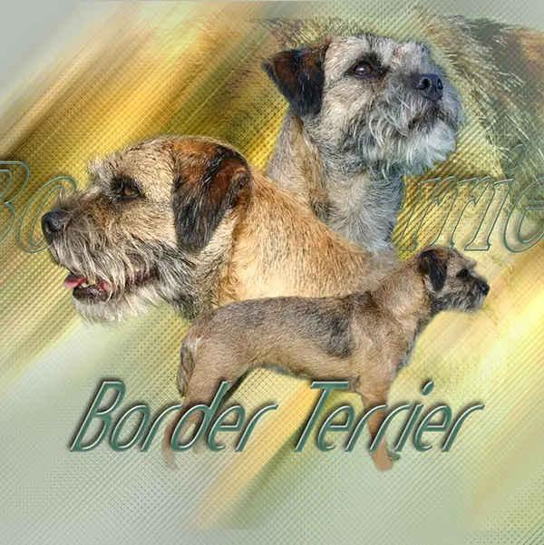 Dessin de border terrier, motif 010-01 pour plaque attention au chien