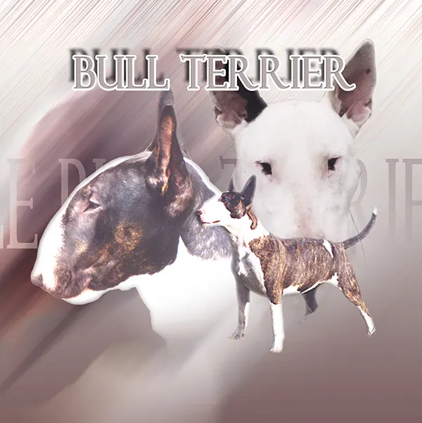 Dessin de bull terrier bringé, motif 011-01 pour plaque attention au chien