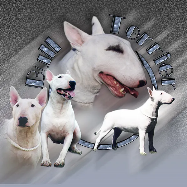 Dessin de Bull terrier, motif 011-02 pour plaque attention au chien