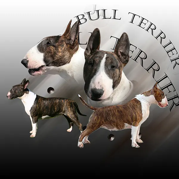 Dessin de bull terrier bringé miniature, motif 011-03 pour plaque attention au chien