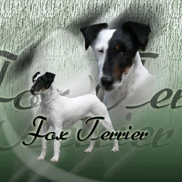 Dessin de fox terrier poil ras, motif 012-01 pour plaque attention au chien