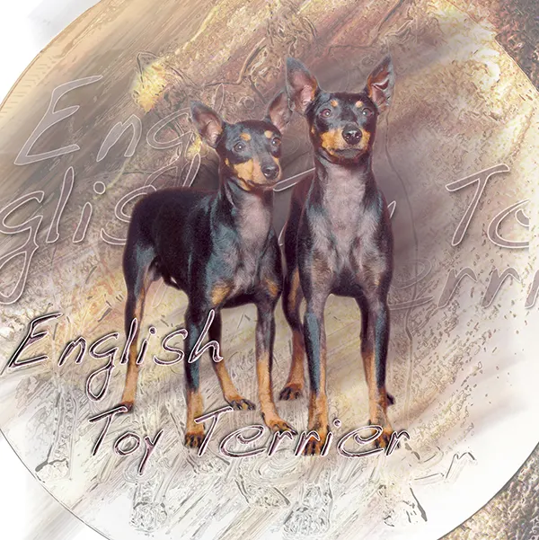 Dessin de toy terrier noir et feu, motif 013-01 pour plaque attention au chien