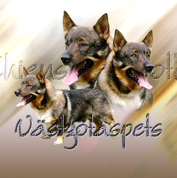 Dessin de vastgo, motif 014-01 pour plaque attention au chien