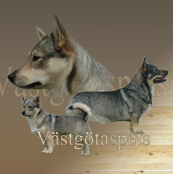 Dessin de vastgotaspets, motif 014-02 pour plaque attention au chien
