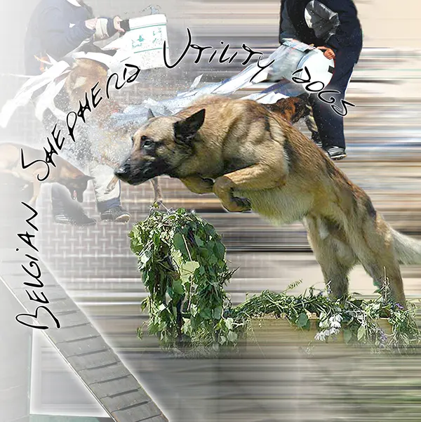 Dessin de malinois de mondioring, motif 015-02 pour plaque attention au chien