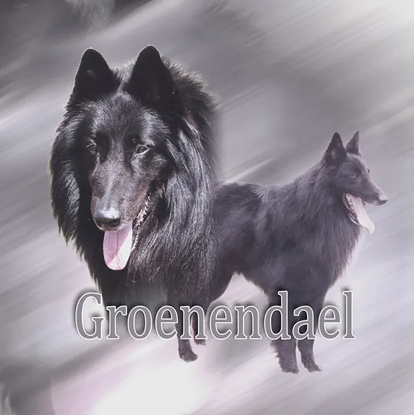 Dessin de tête groenendael, motif 015-03 pour plaque attention au chien