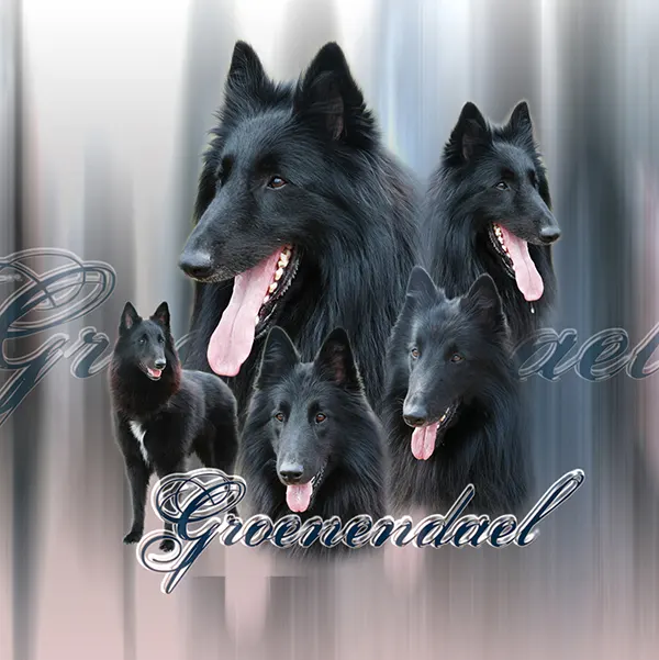Dessin de berger belge groenendael, motif 015-04 pour plaque attention au chien